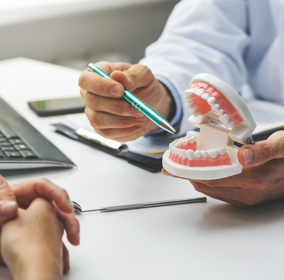 Dentist's hands holds model of human teeth